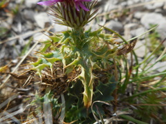 Carduus defloratus carlinifolius