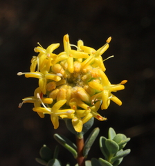 Pimelea sulphurea
