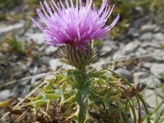 Carduus defloratus carlinifolius