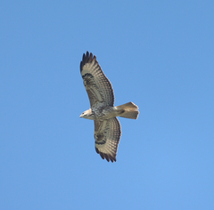 Buteo trizonatus