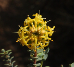 Pimelea sulphurea