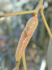 Apiomorpha attenuata
