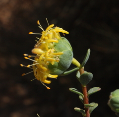 Pimelea sulphurea