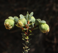 Pimelea sulphurea