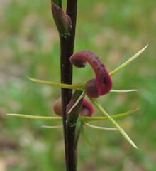 Cryptostylis leptochila