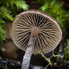 Deconica crobula
