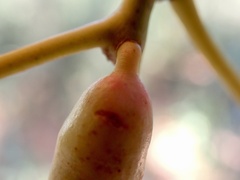 Apiomorpha attenuata