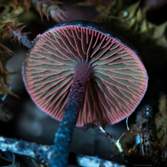 Deconica crobula