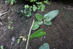 Mickelopteris cordata