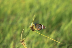 Danaus chrysippus orientis