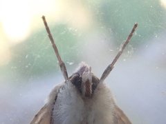 Mallomus batiolus