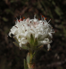 Pimelea imbricata piligera