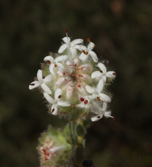 Pimelea imbricata piligera