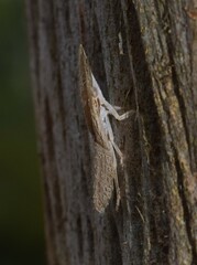 Ledromorpha planirostris