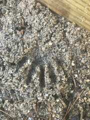 Didelphis virginiana