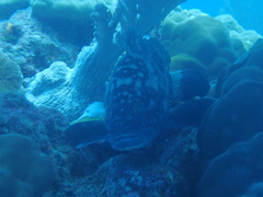 Epinephelus