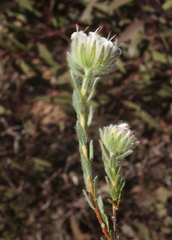Pimelea imbricata piligera