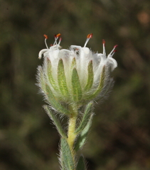 Pimelea imbricata piligera