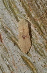 Ledromorpha planirostris