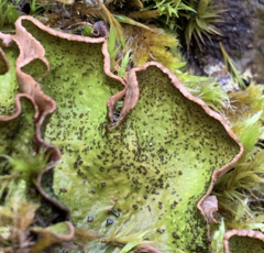 Peltigera britannica