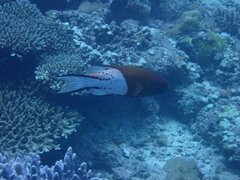 Bodianus anthioides
