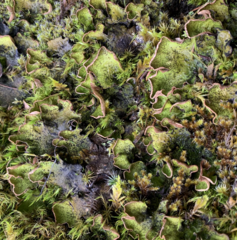 Peltigera britannica