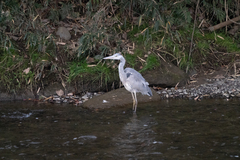 Ardea cinerea