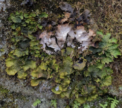 Peltigera britannica