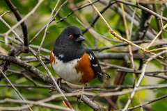 Pipilo maculatus curtatus