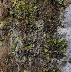 Peltigera britannica