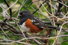 Pipilo maculatus curtatus