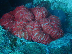 Lobophyllia