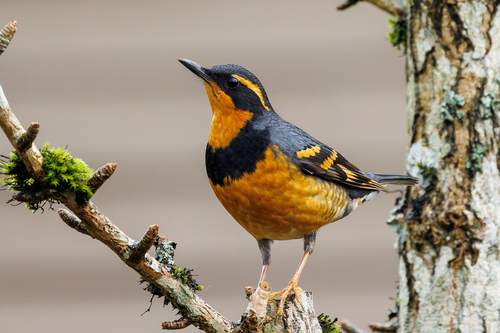 Varied Thrush