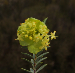 Pimelea pendens