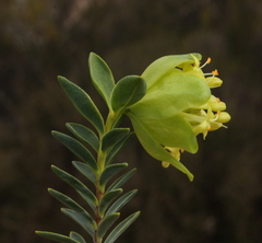 Pimelea pendens