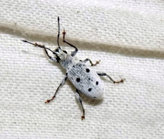 Myllocerina