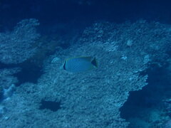 Chaetodon trifascialis