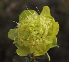 Pimelea pendens