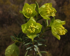 Pimelea pendens