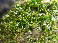 Prasiola meridionalis