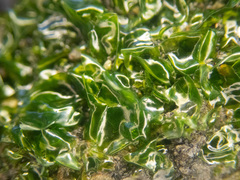 Prasiola meridionalis