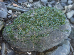 Prasiola meridionalis