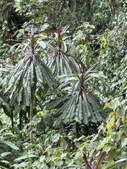 Cordyline fruticosa