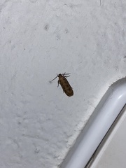 Hofmannophila pseudospretella