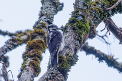 Dryobates villosus harrisi