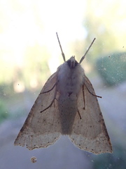 Mallomus batiolus