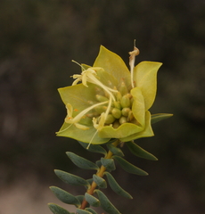 Pimelea cracens