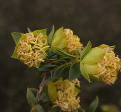 Pimelea cracens