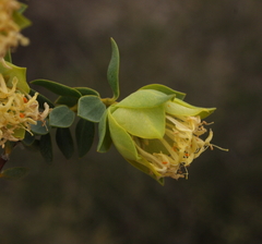 Pimelea cracens