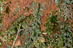 Hymenophyllum australe